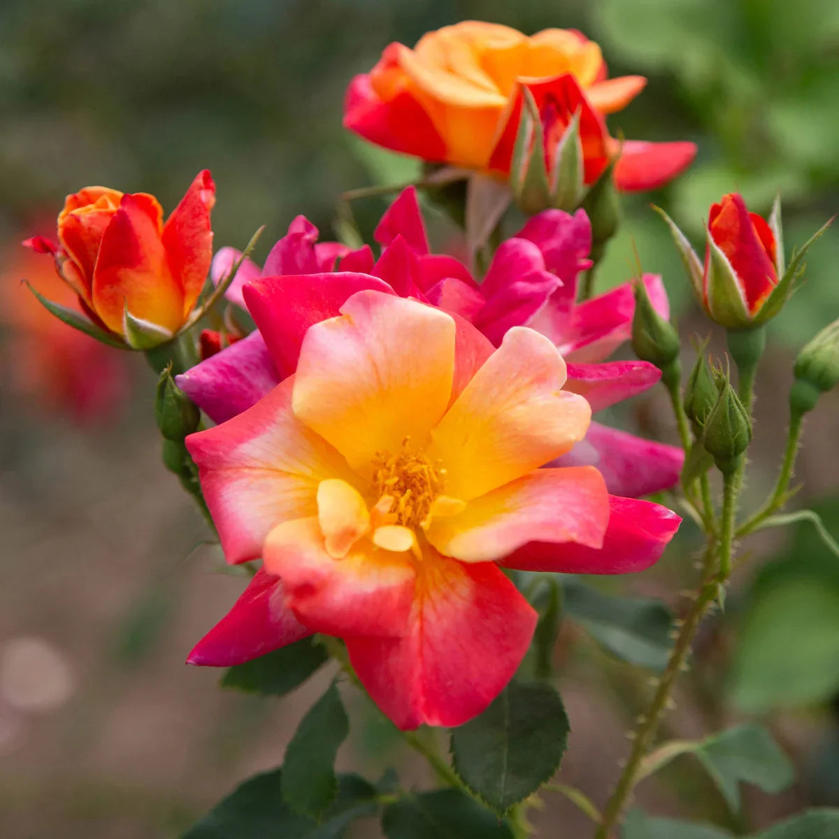 Top Climbing Roses with Metal Tag