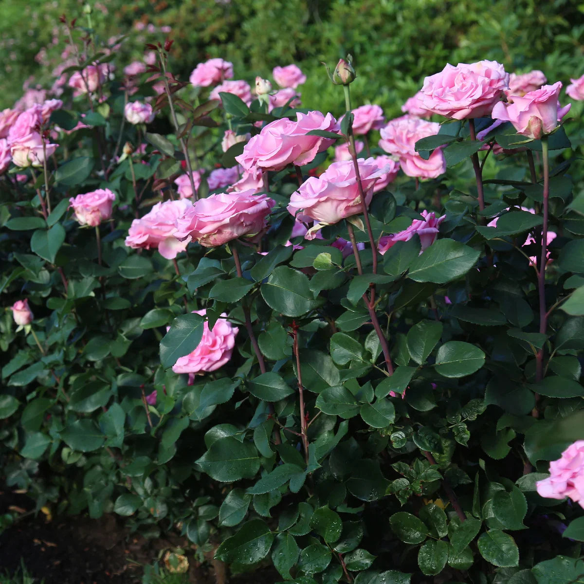 Top Roses for a Cutting Garden