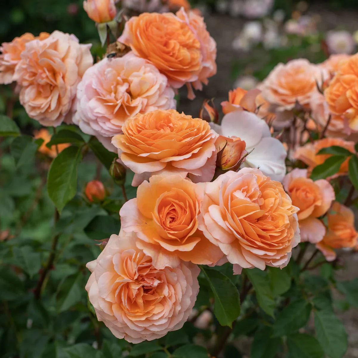Rose Gardener's Choice Collection