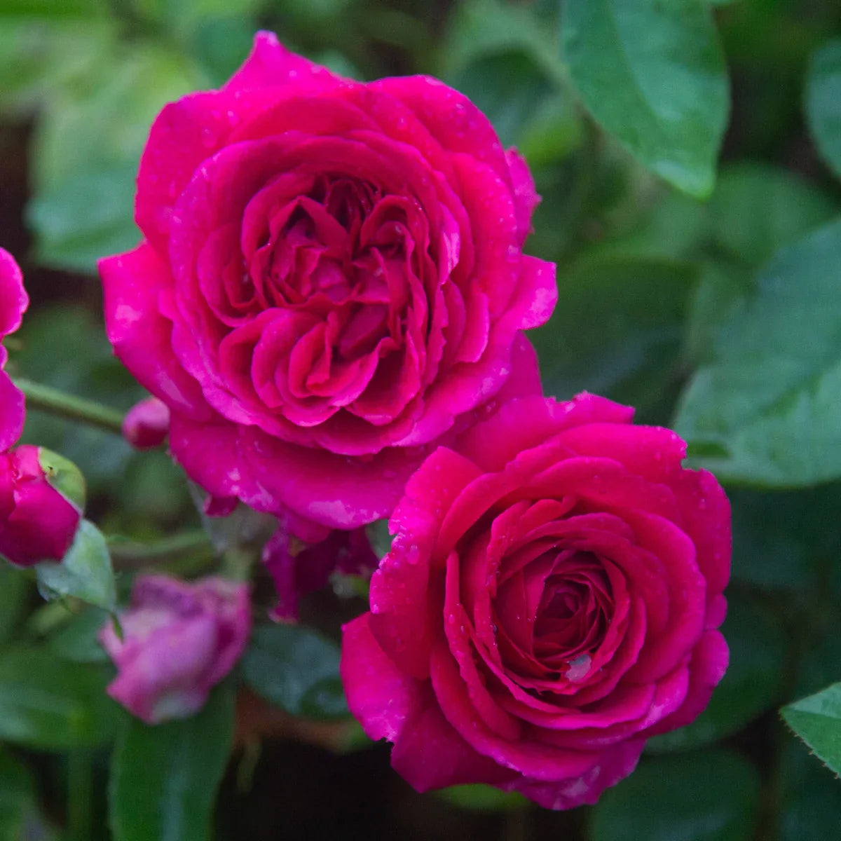 Rose Gardener's Choice Collection