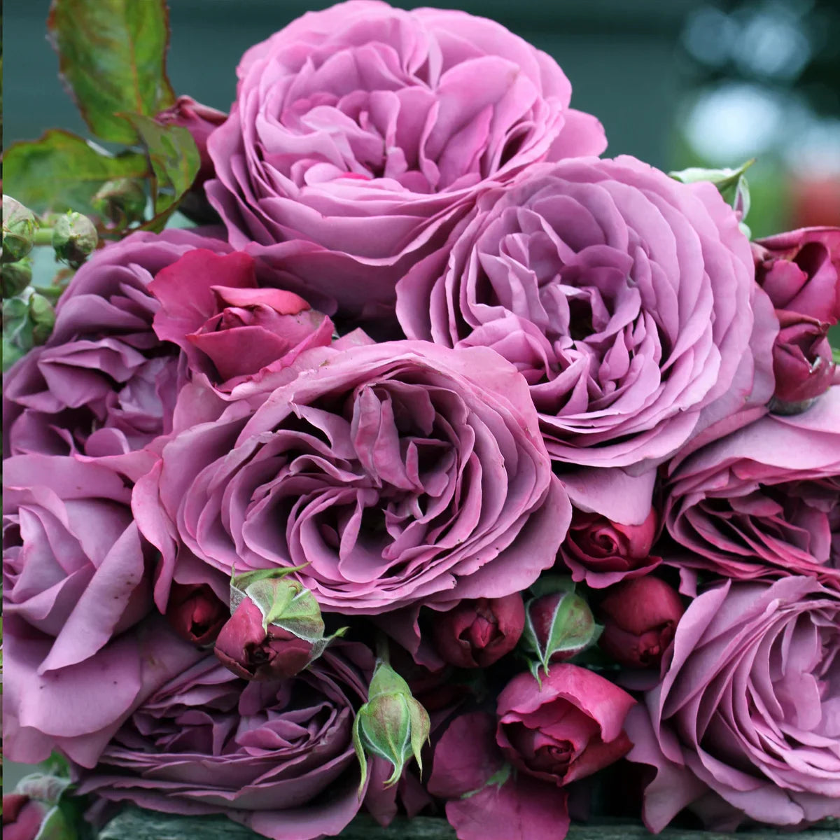 Top Roses for a Cutting Garden