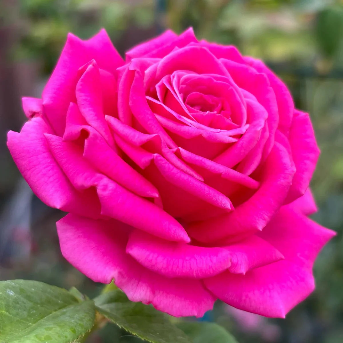 Rose Gardener's Choice Collection