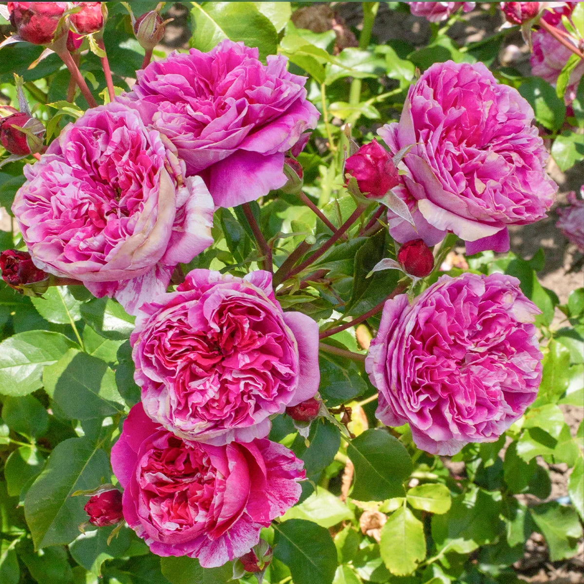 Top Climbing Roses with Metal Tag