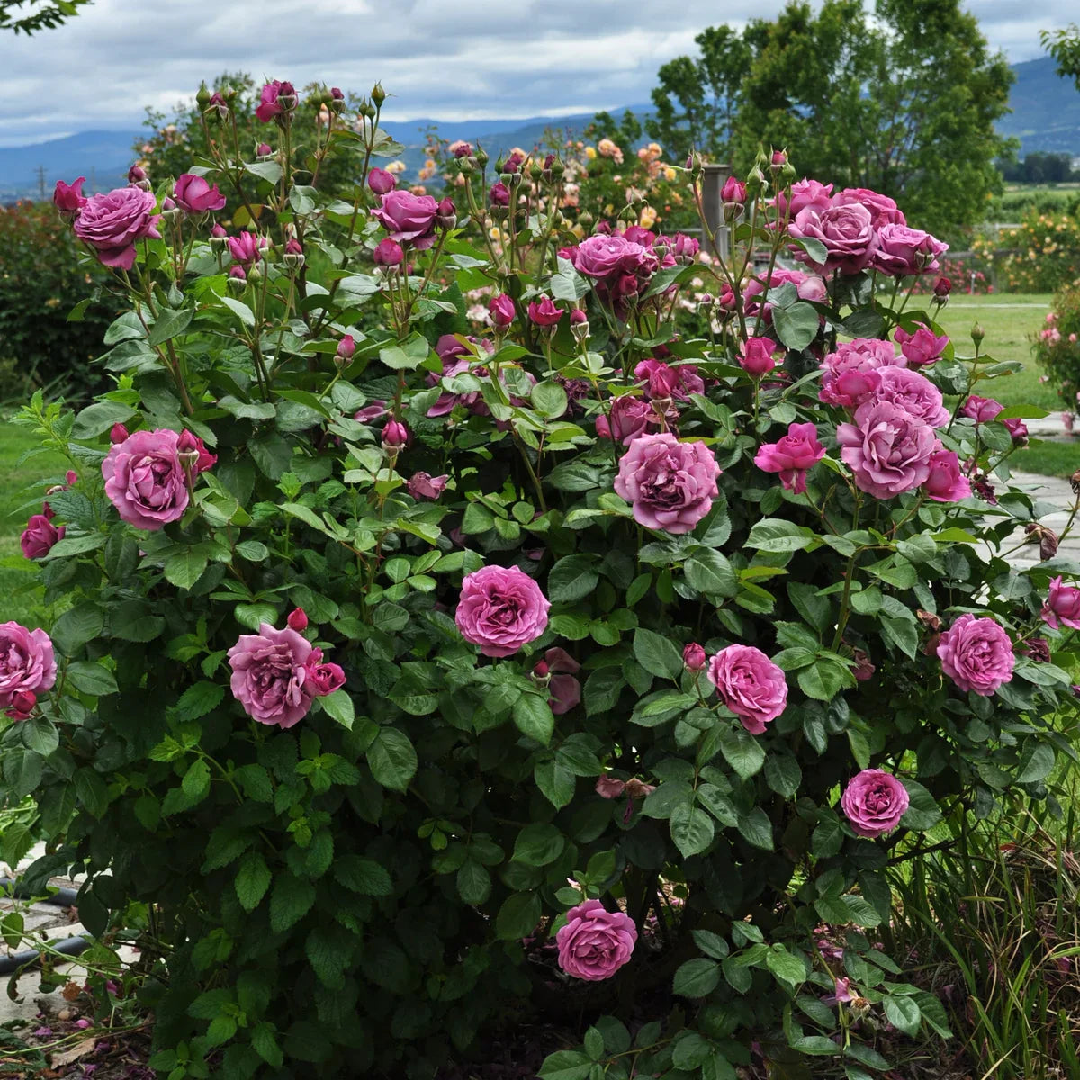 Top Roses for a Cutting Garden