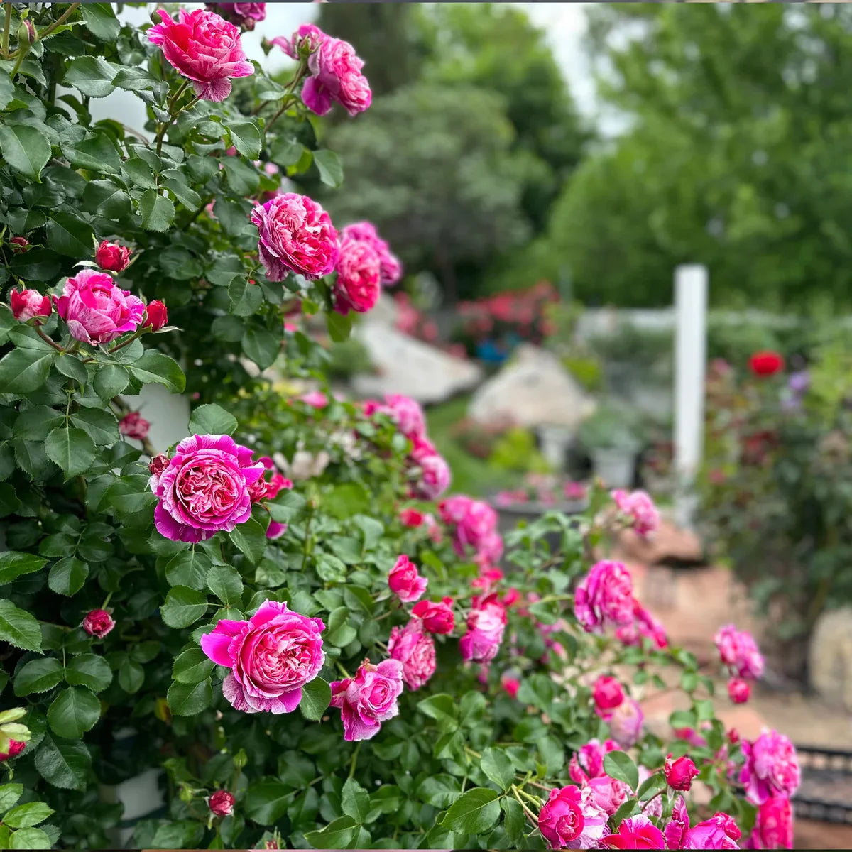 Top Climbing Roses with Metal Tag