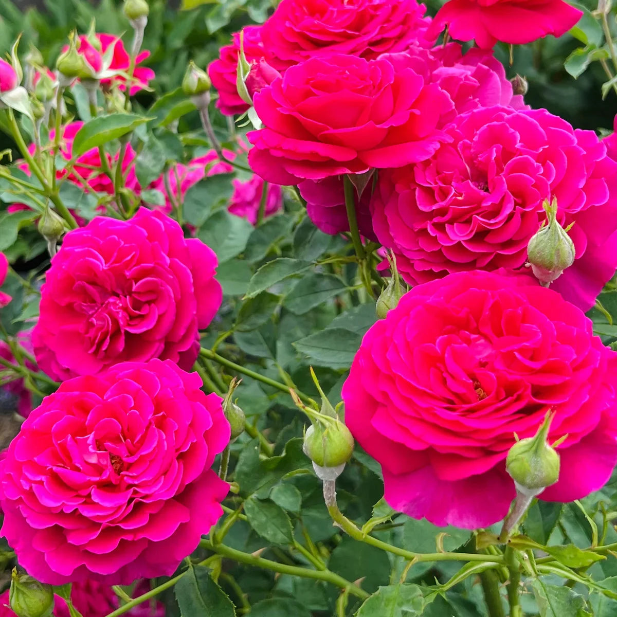 Rose Gardener's Choice Collection