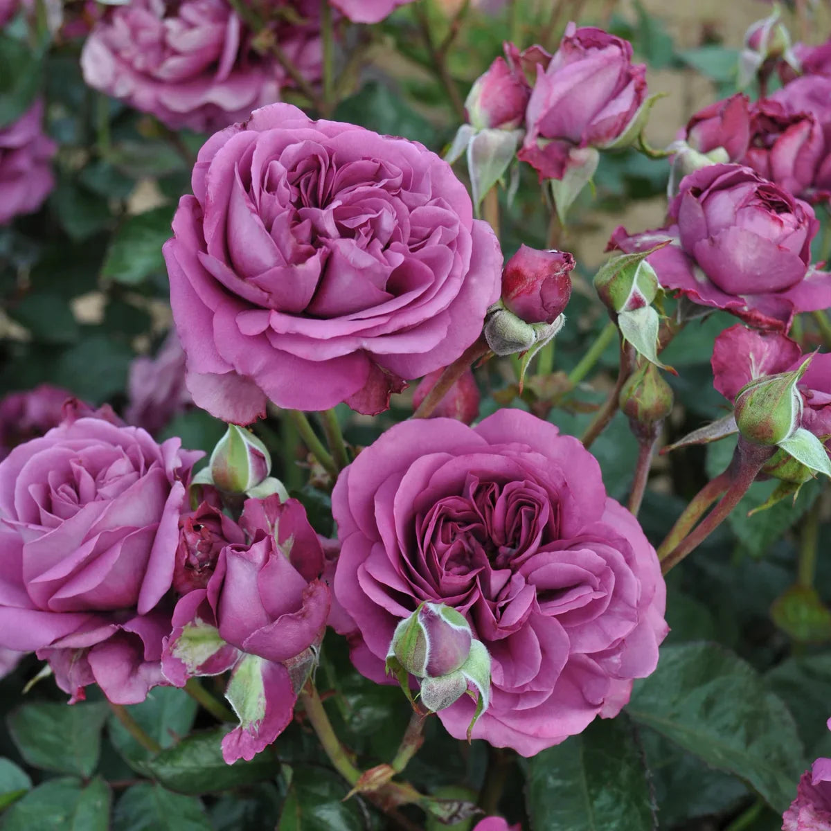 Top Roses for a Cutting Garden