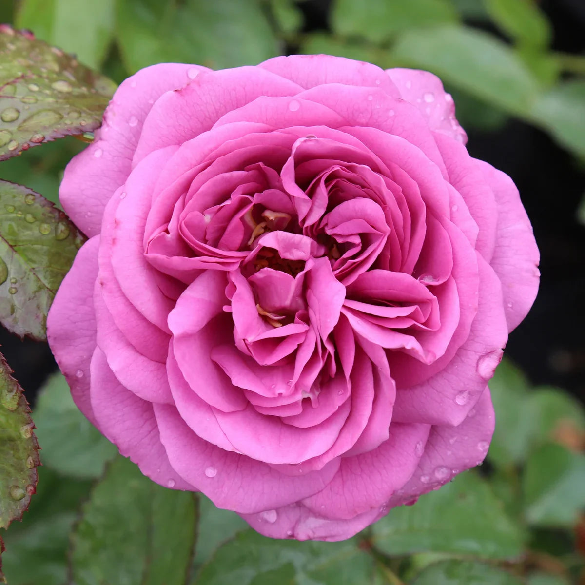 Top Roses for a Cutting Garden