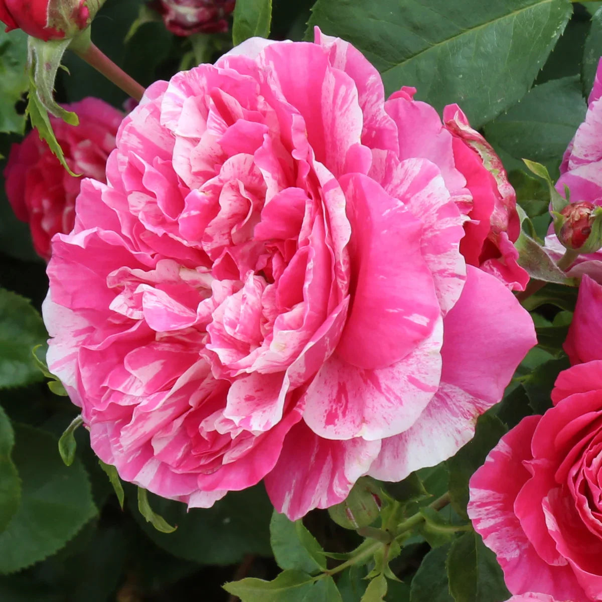 Top Climbing Roses with Metal Tag
