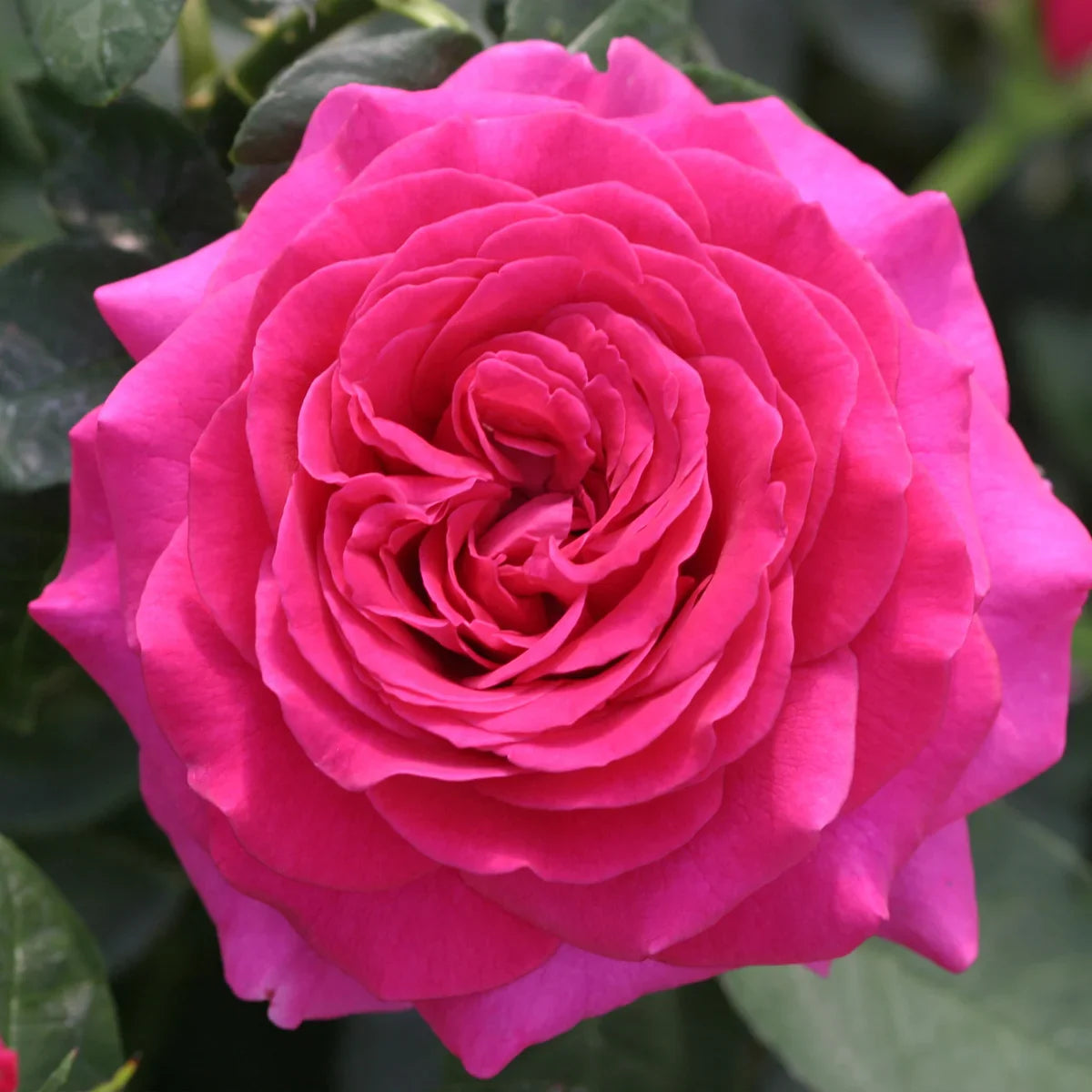 Rose Gardener's Choice Collection