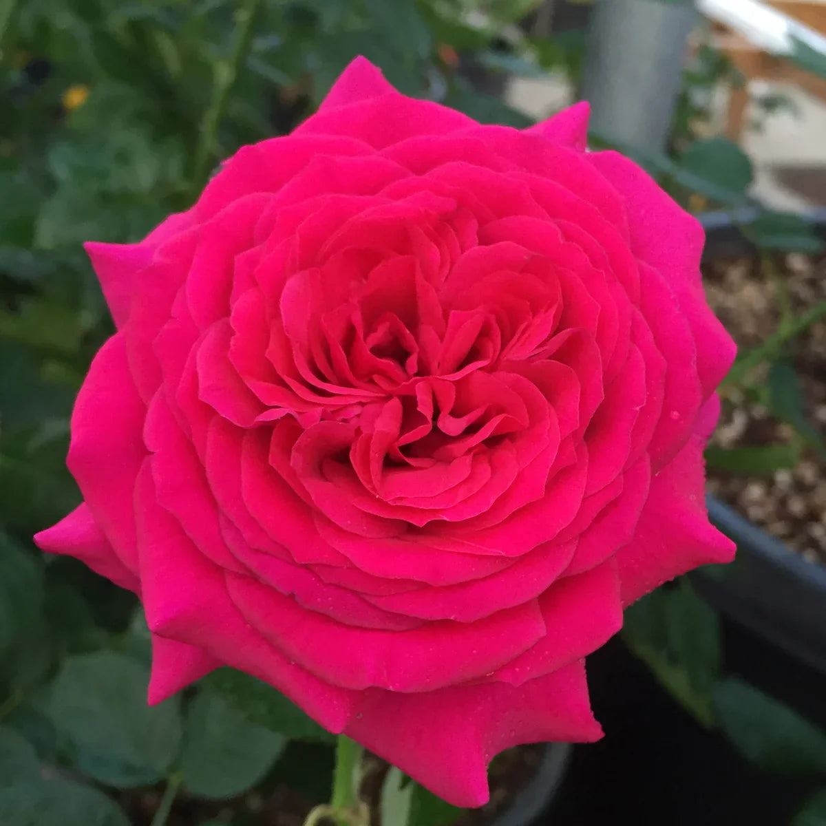 Rose Gardener's Choice Collection