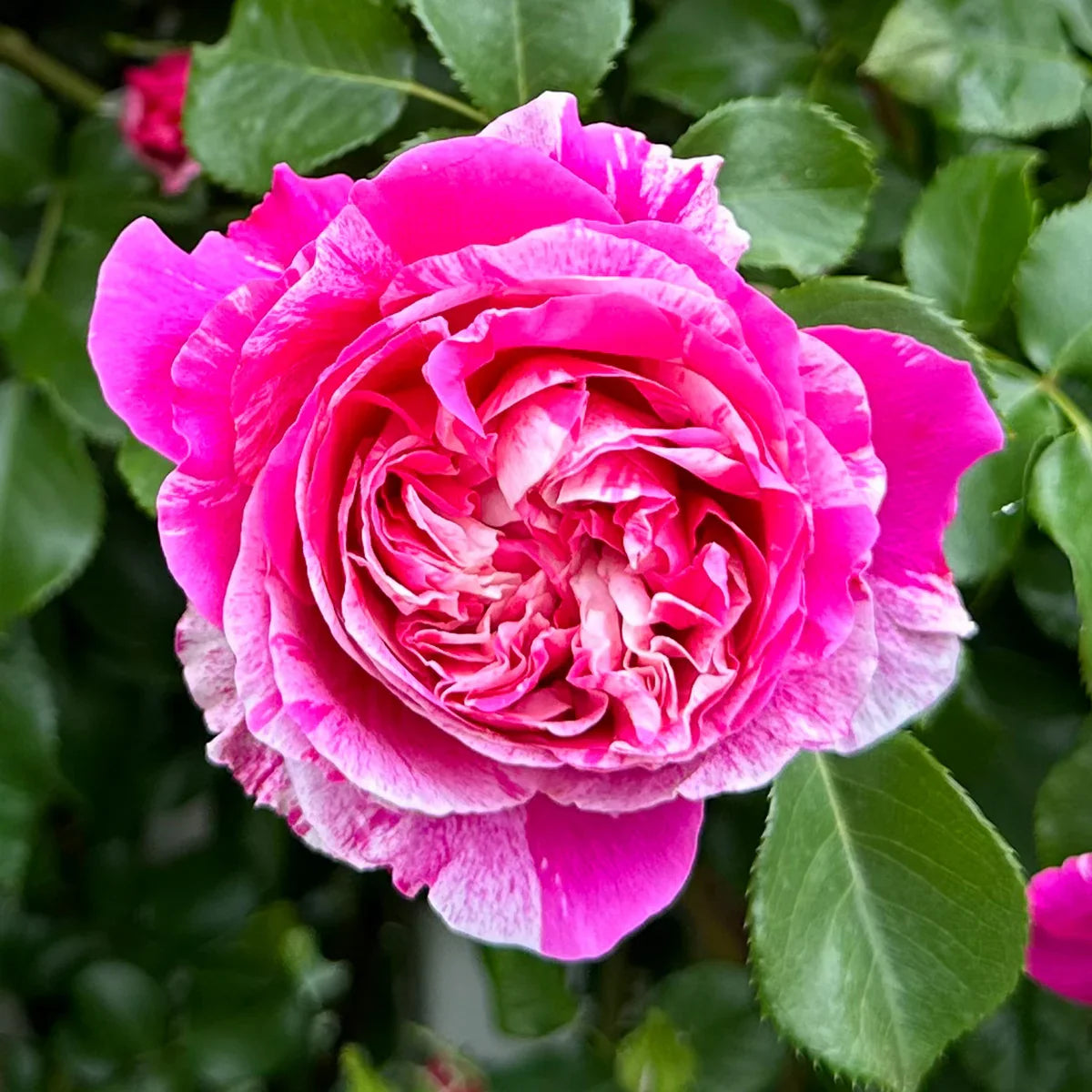 Top Climbing Roses with Metal Tag