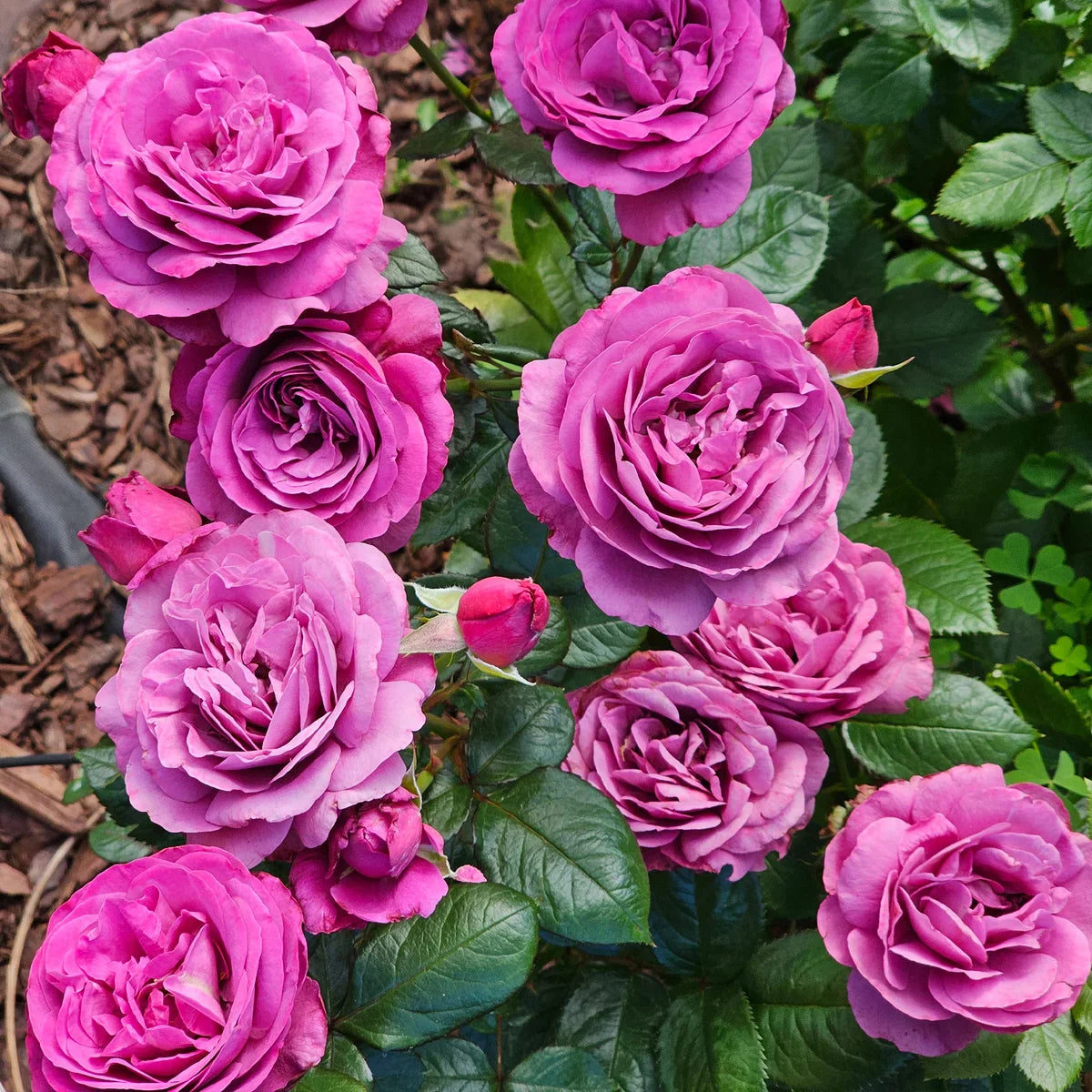 Top Roses for a Cutting Garden