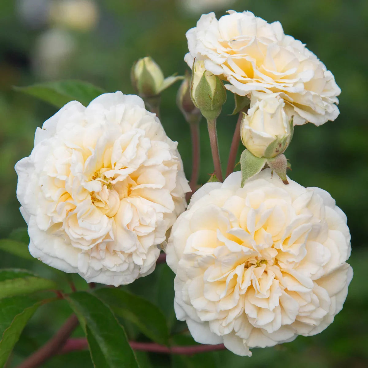 Top Climbing Roses with Metal Tag
