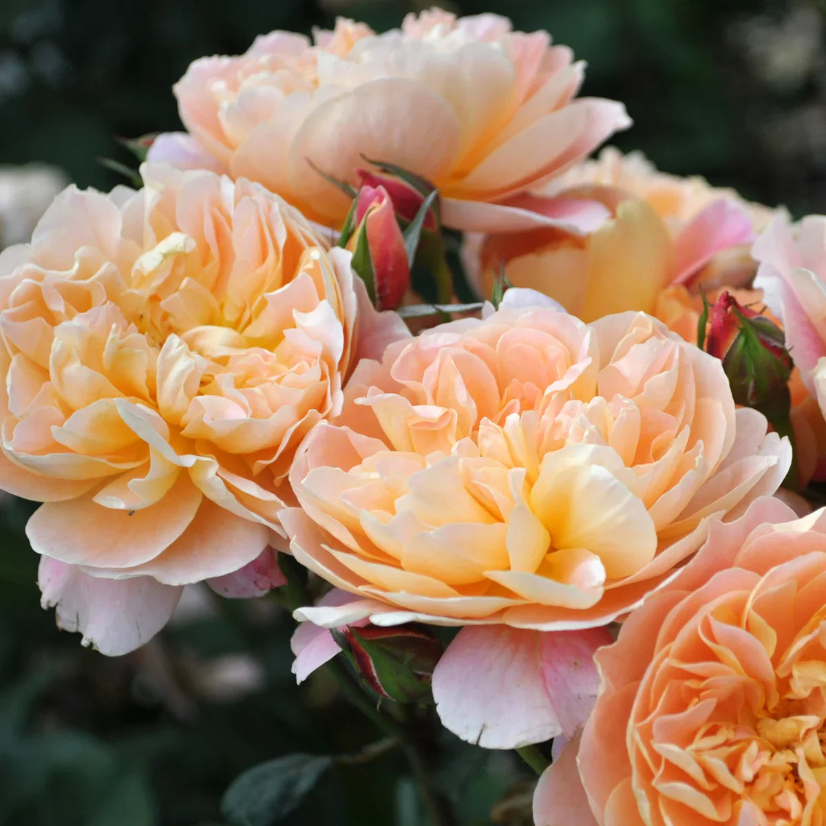 Rose Gardener's Choice Collection