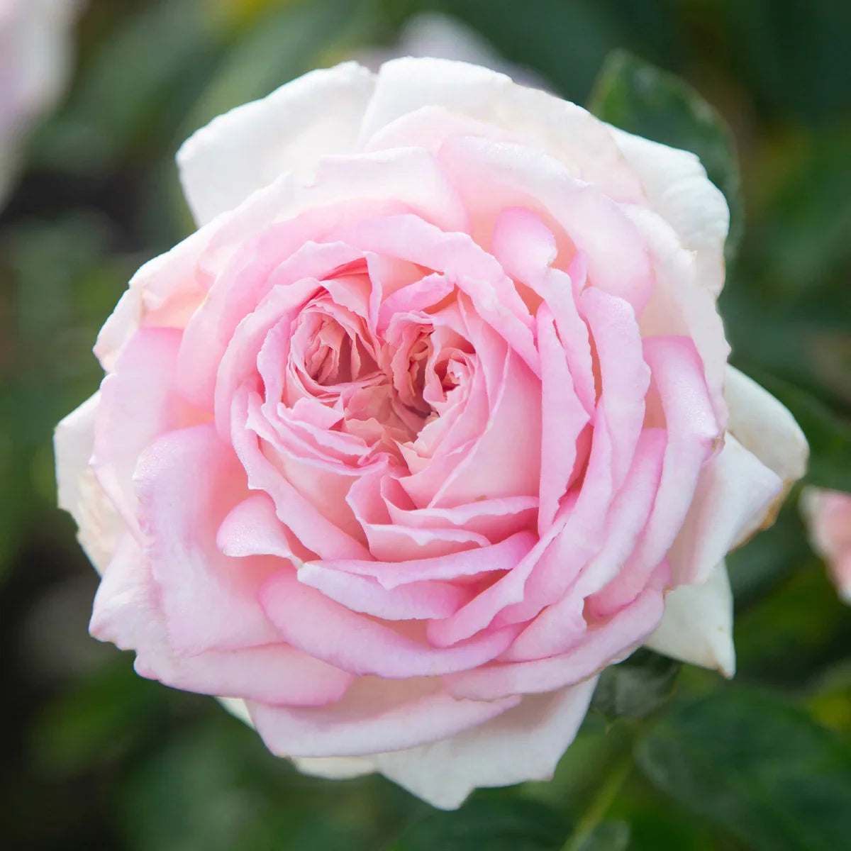 Top Roses for a Cutting Garden