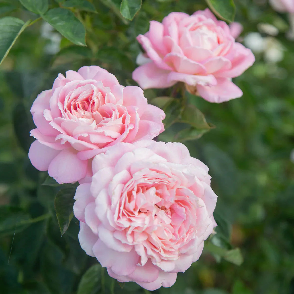 Top Roses for a Cutting Garden