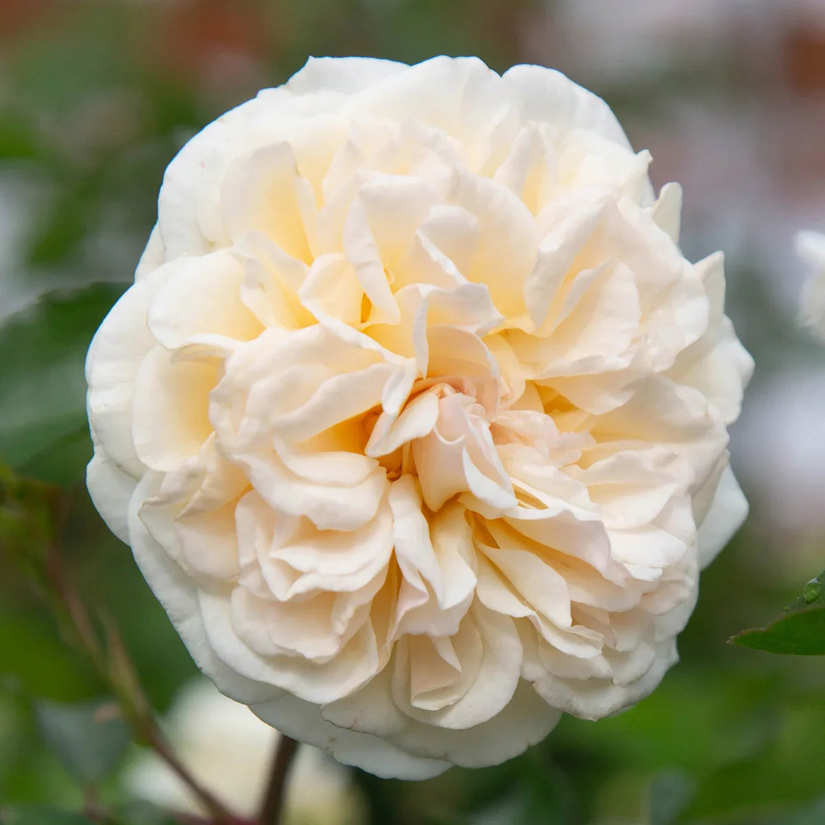 Top Climbing Roses with Metal Tag