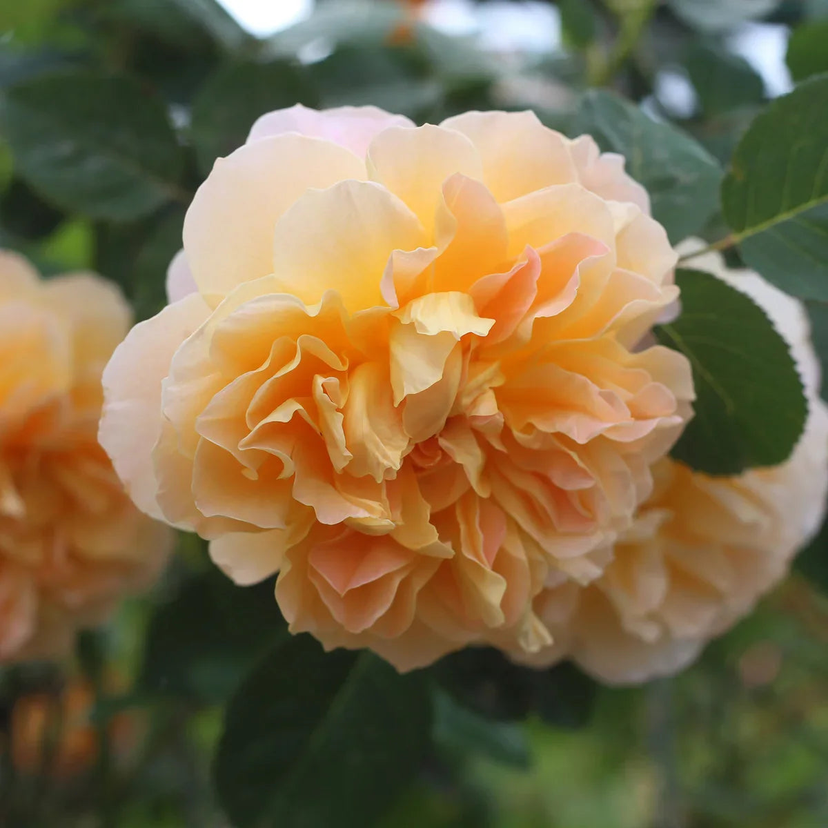 Rose Gardener's Choice Collection