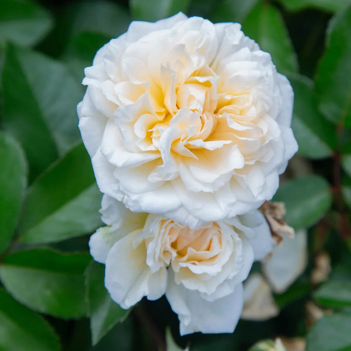 Top Climbing Roses with Metal Tag