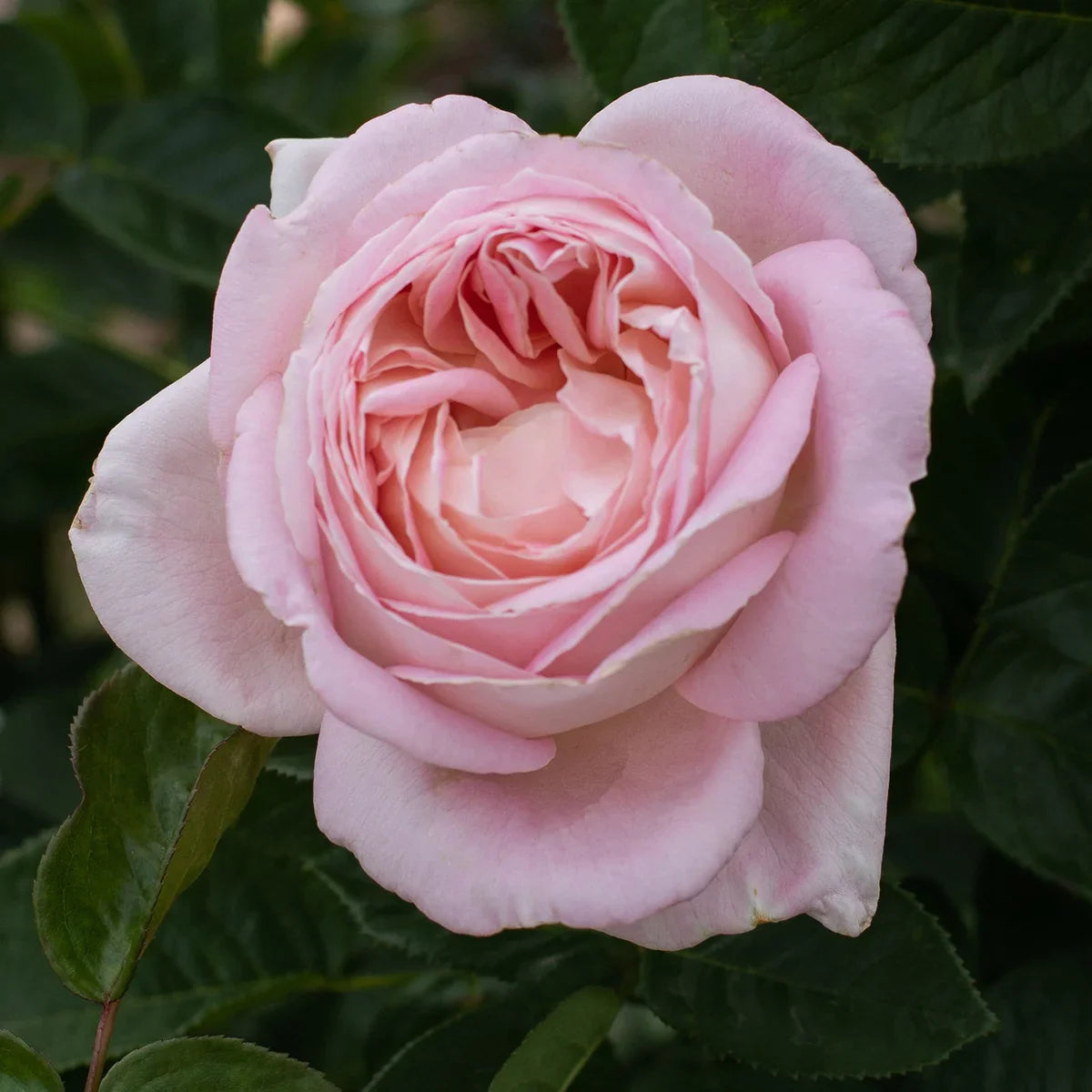 Top Roses for a Cutting Garden