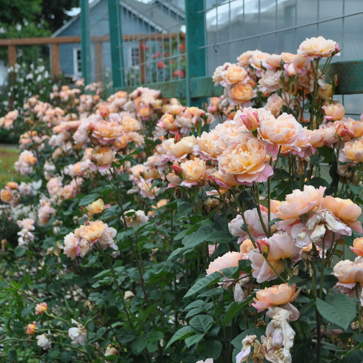 Rose Gardener's Choice Collection