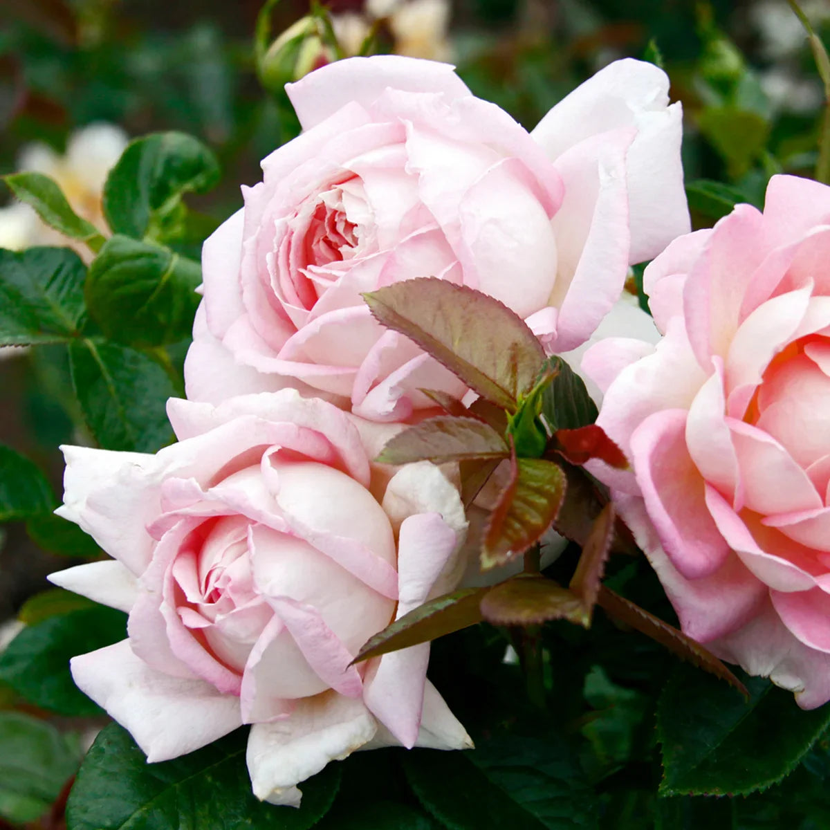 Top Roses for a Cutting Garden