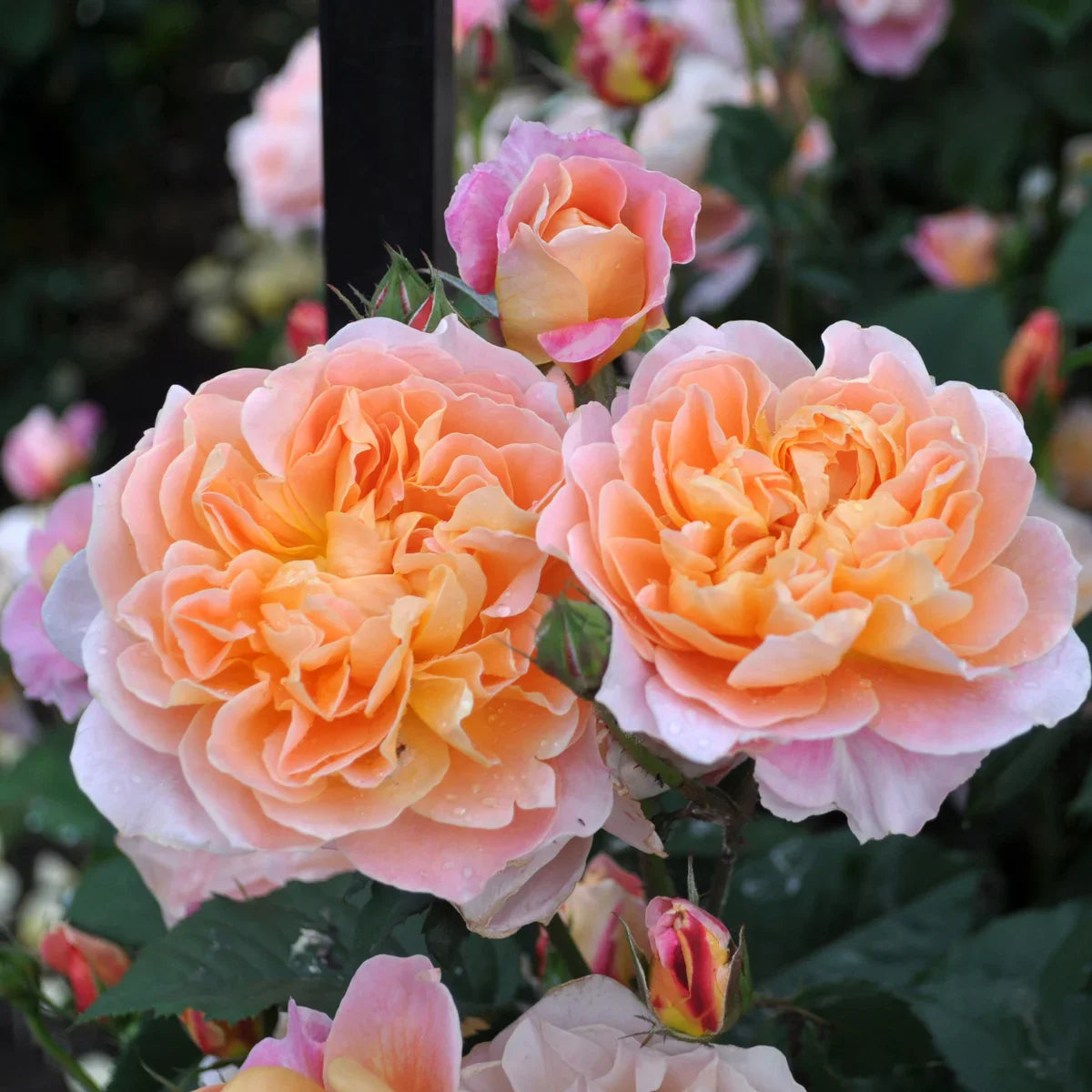 Rose Gardener's Choice Collection