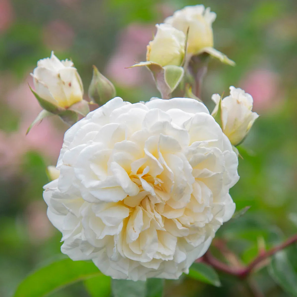 Top Climbing Roses with Metal Tag
