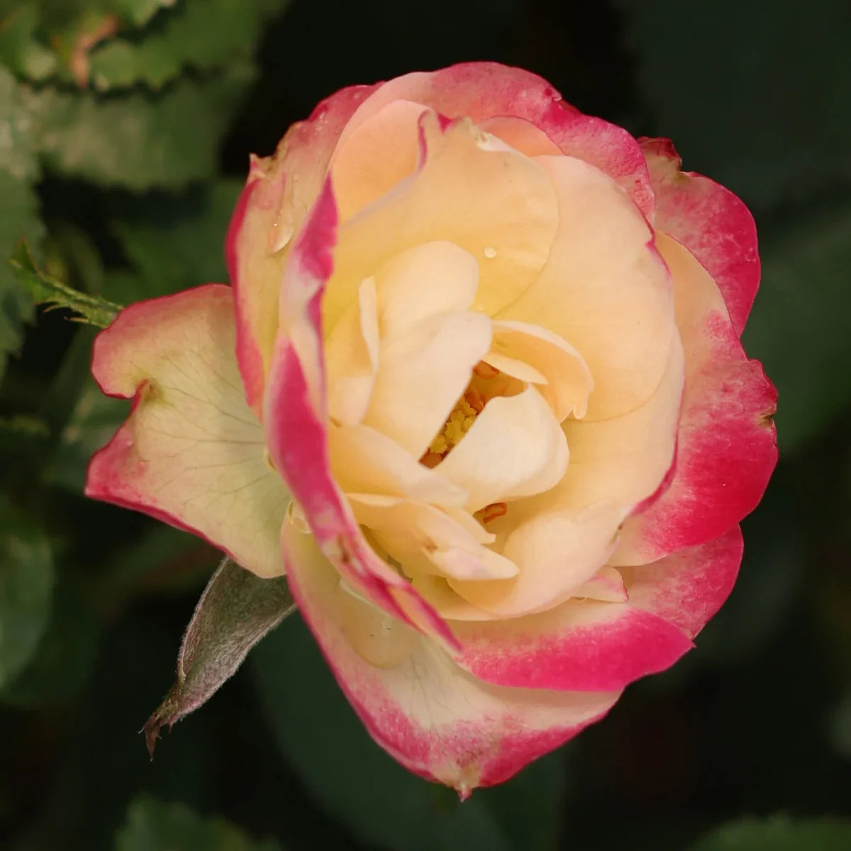 Rose Gardener's Choice Collection