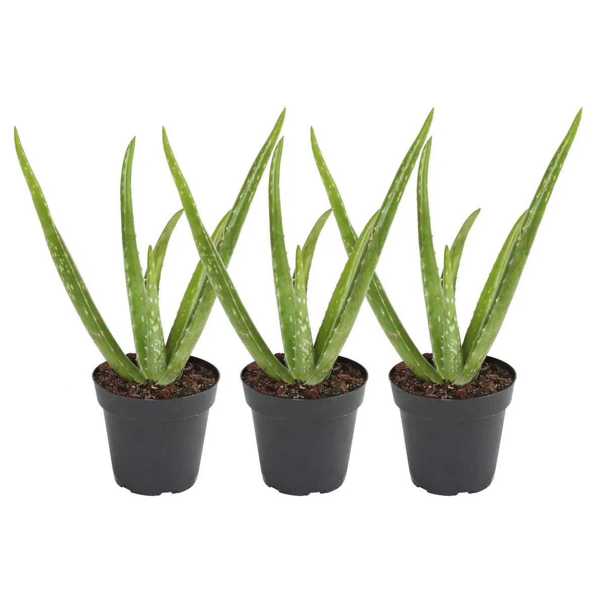 Costa Farms Aloe Vera Houseplant in Nursery Pot, 3-pack