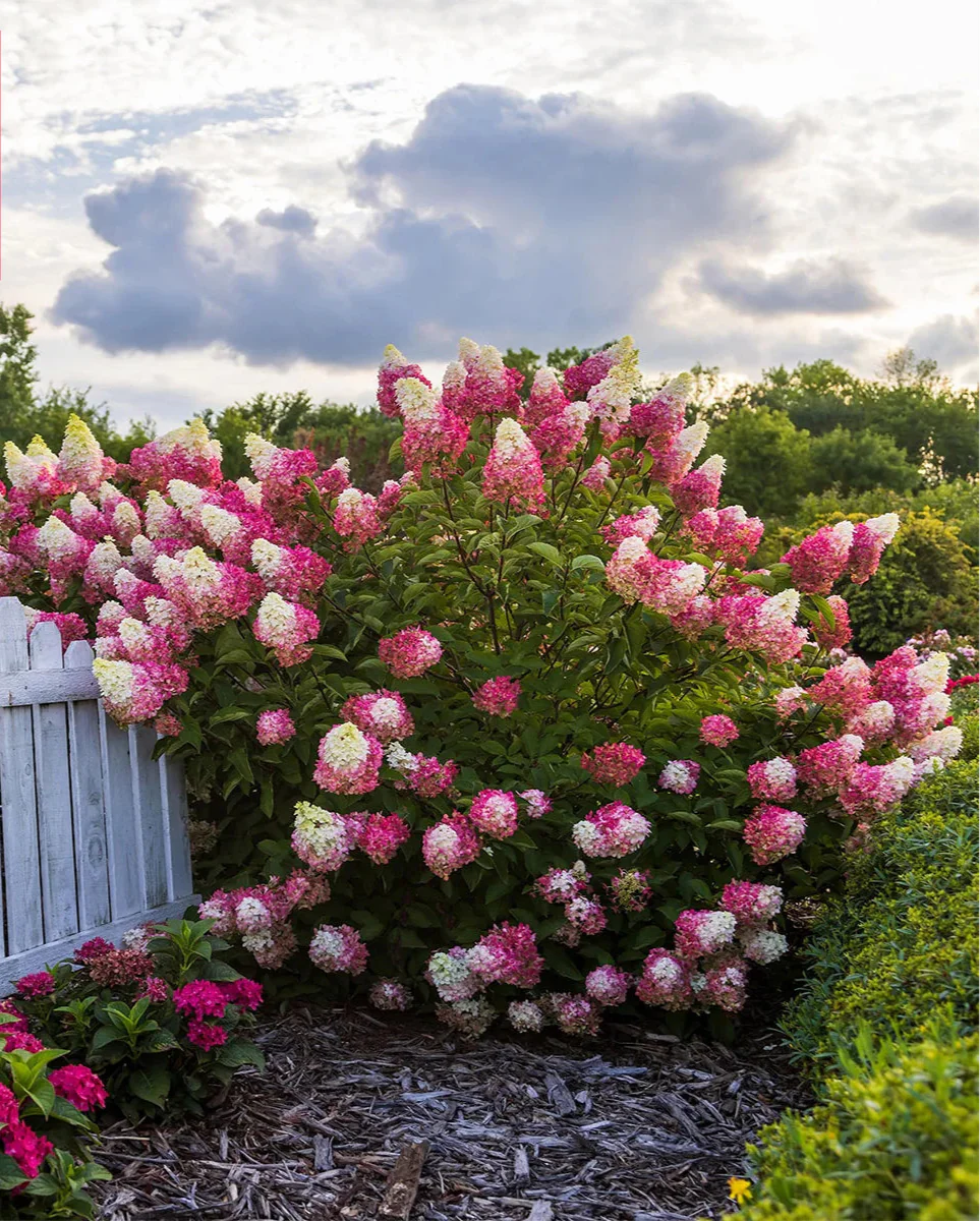 Longfield Gardens Pink/Red Hydrangea’s