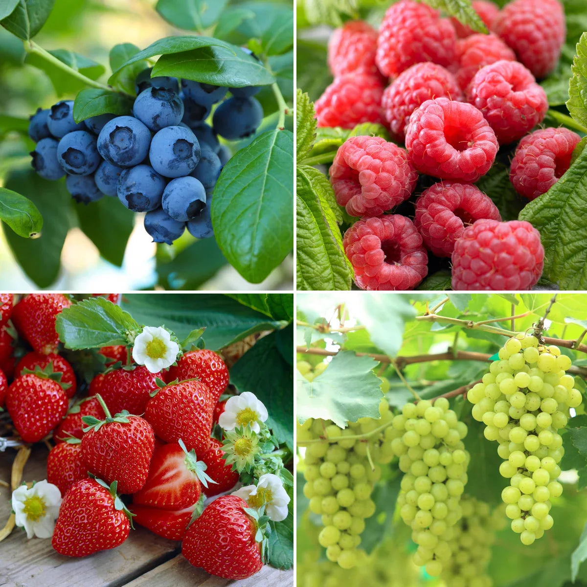 Longfield Gardens Bareroot Fruit Collections