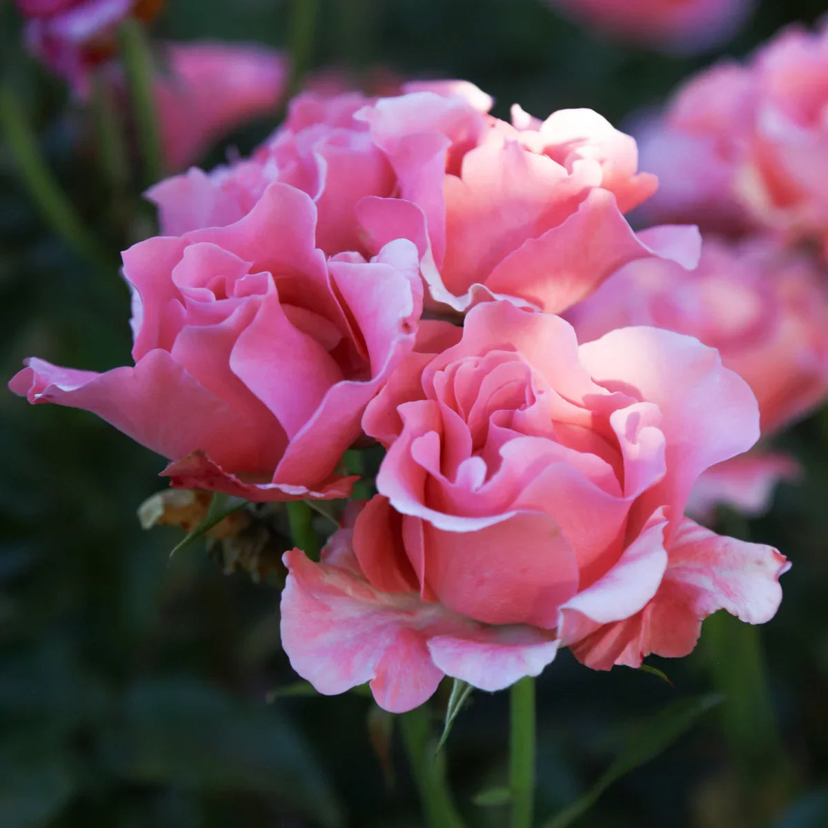 Top Roses for a Cutting Garden