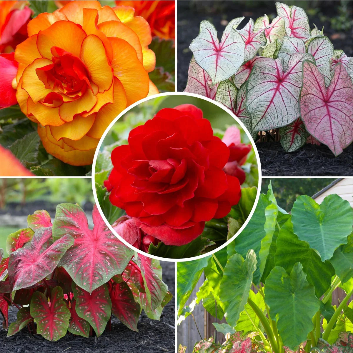 Longfield Gardens Shade Loving Bulb Collection