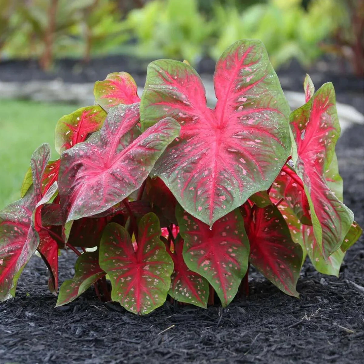 Longfield Gardens Caladiums