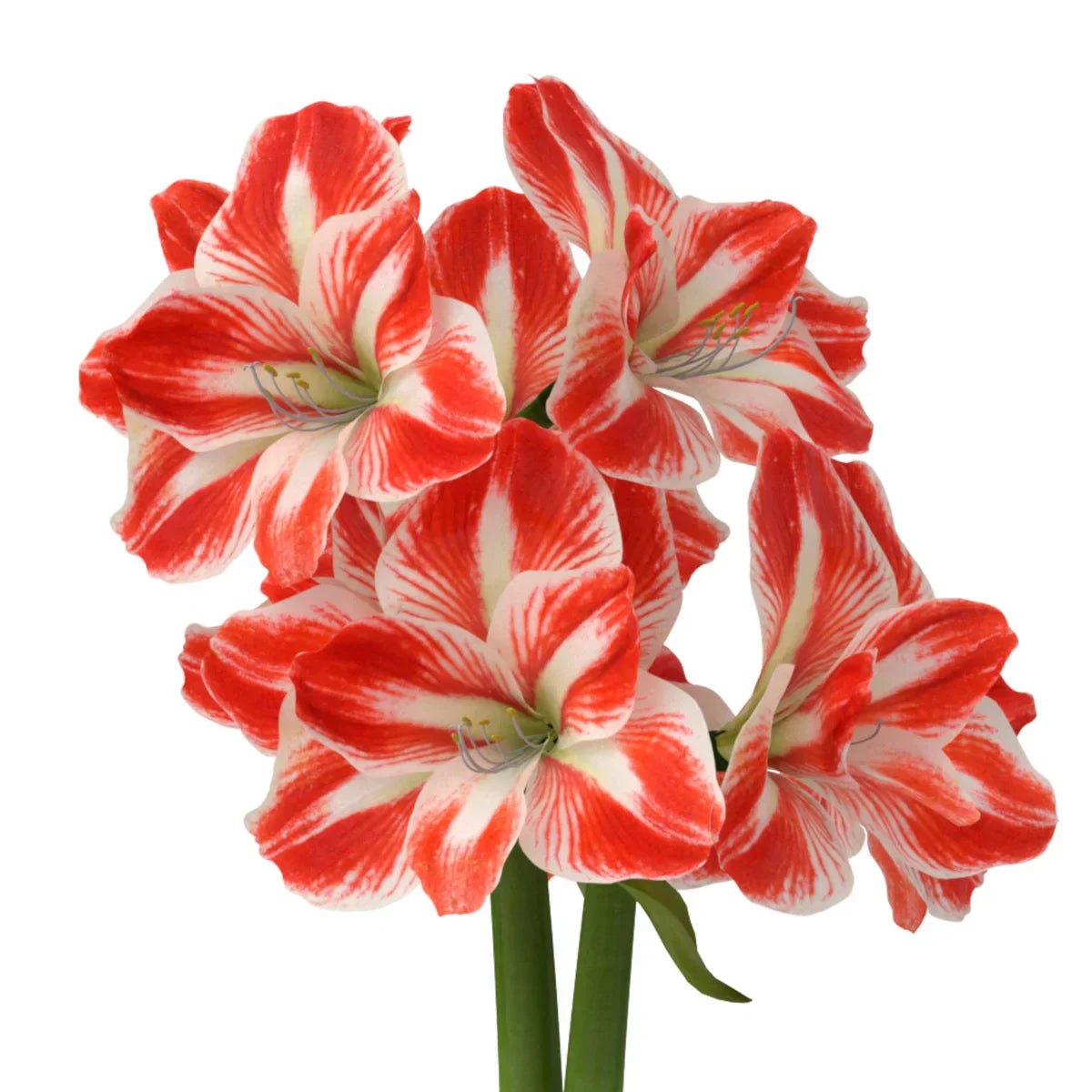 Raw Minerva Amaryllis Bulbs Variety