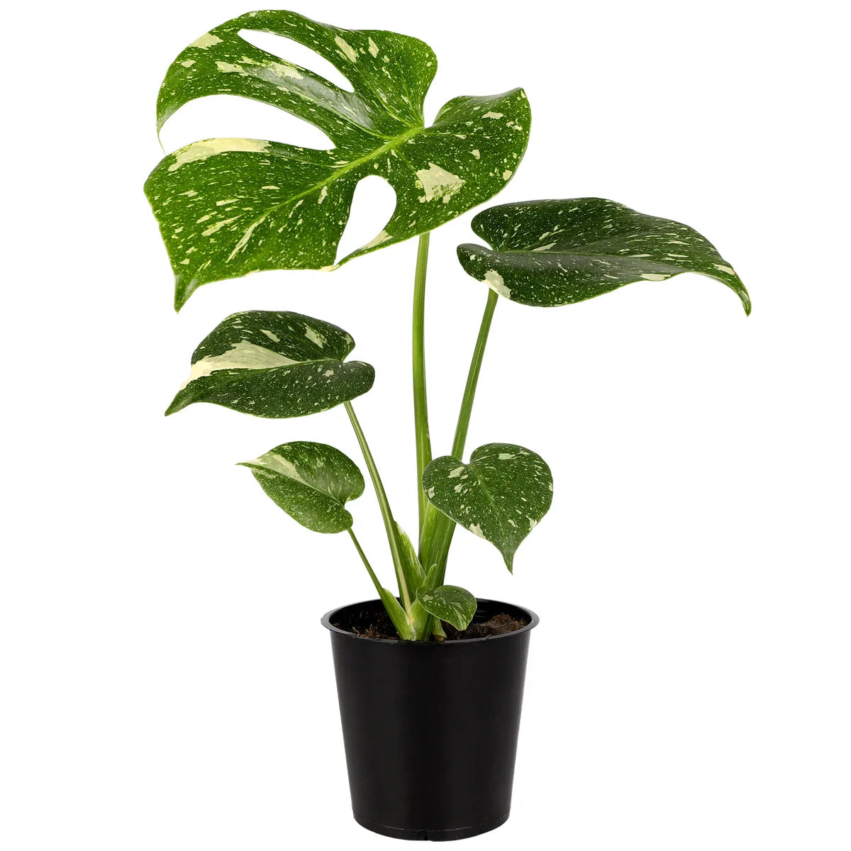 Exquisite 5" Thai Constellation Plant
