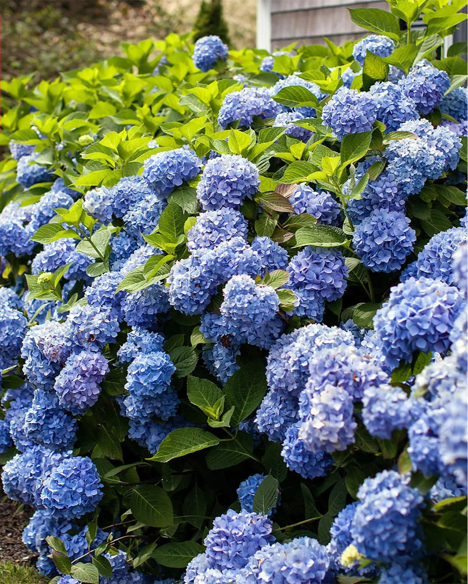 Longfield Gardens Blue Hydrangea’s, 3-pack