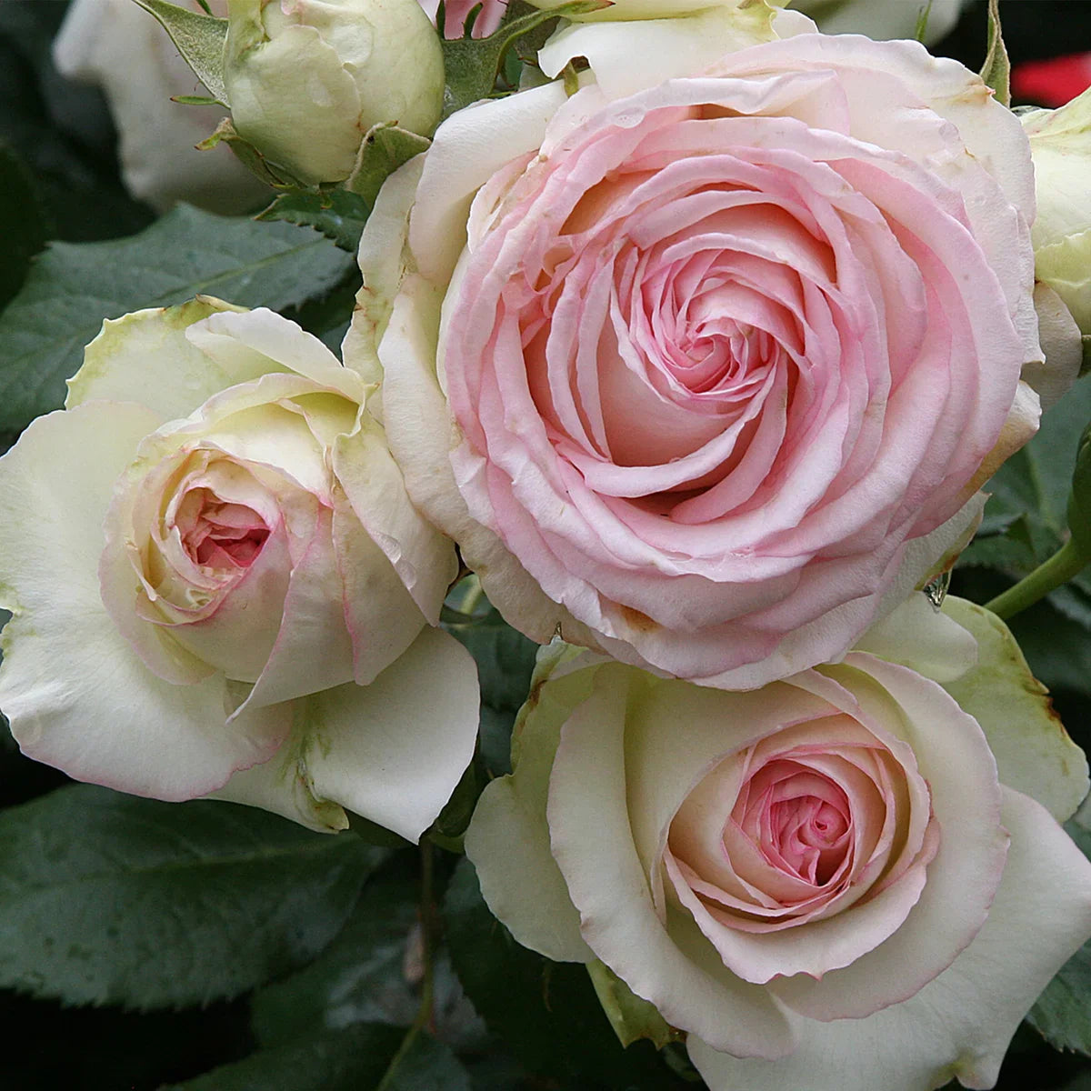 Top Climbing Roses with Metal Tag