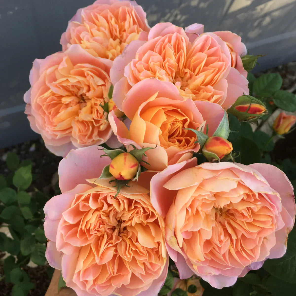 Rose Gardener's Choice Collection