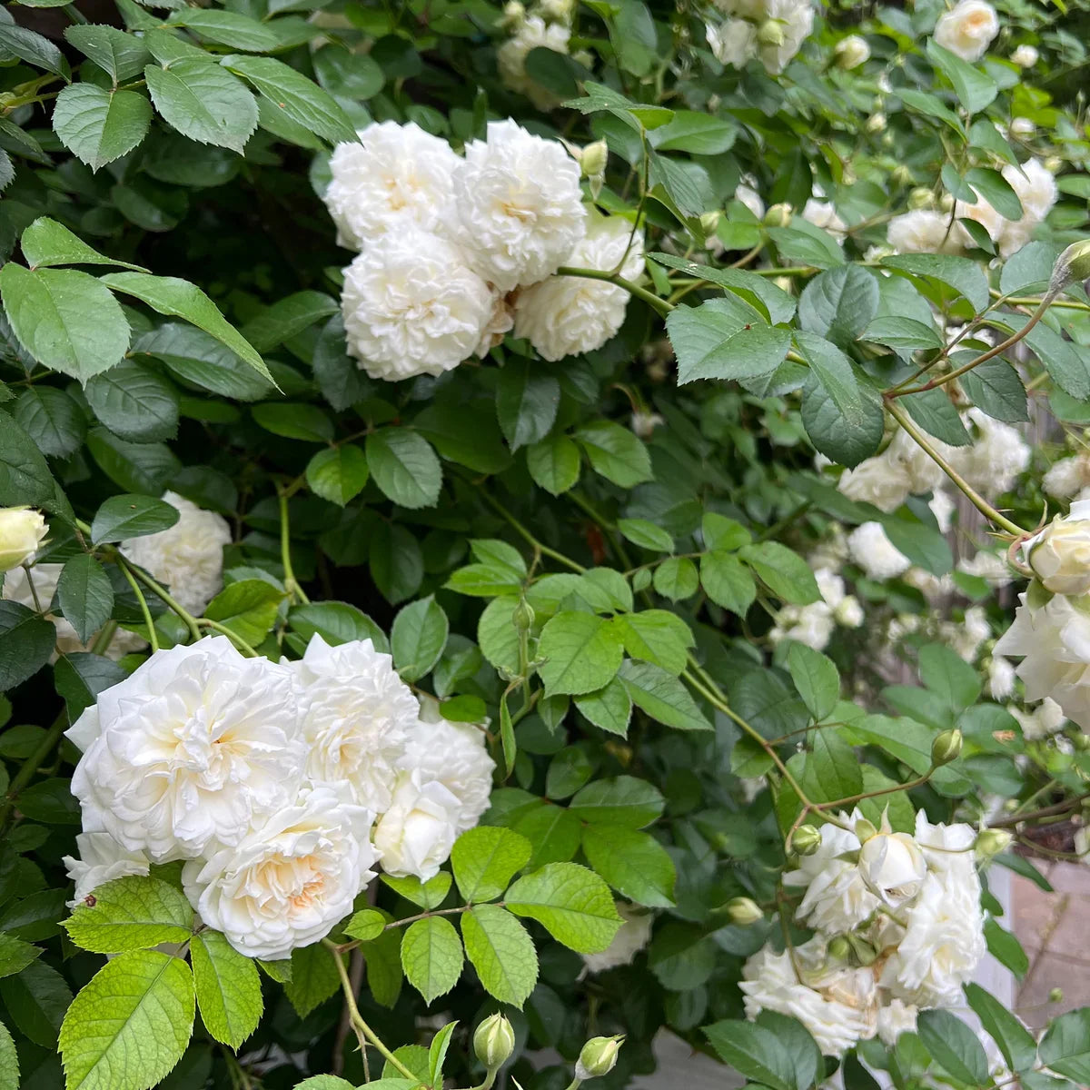 Top Climbing Roses with Metal Tag