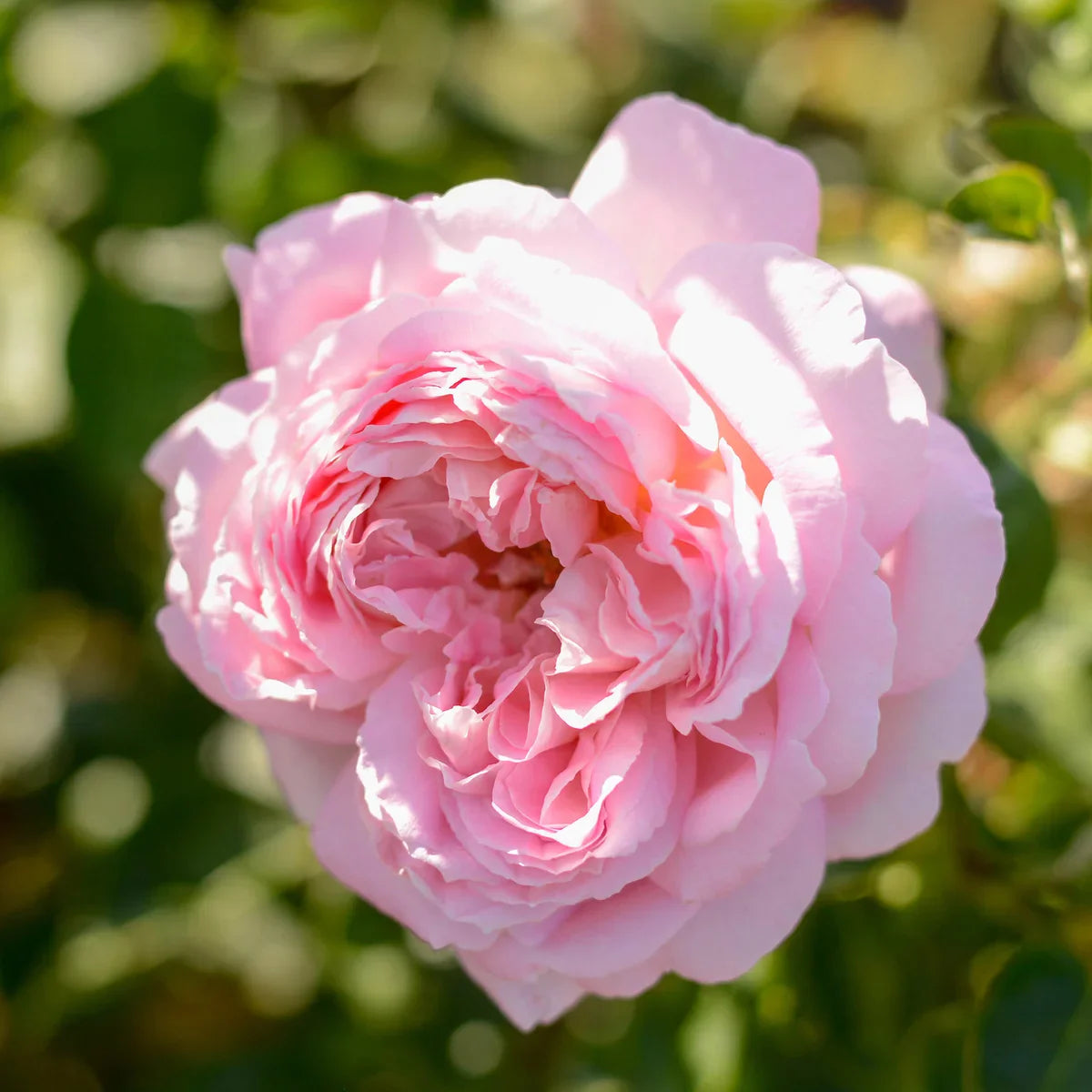 Top Roses for a Cutting Garden