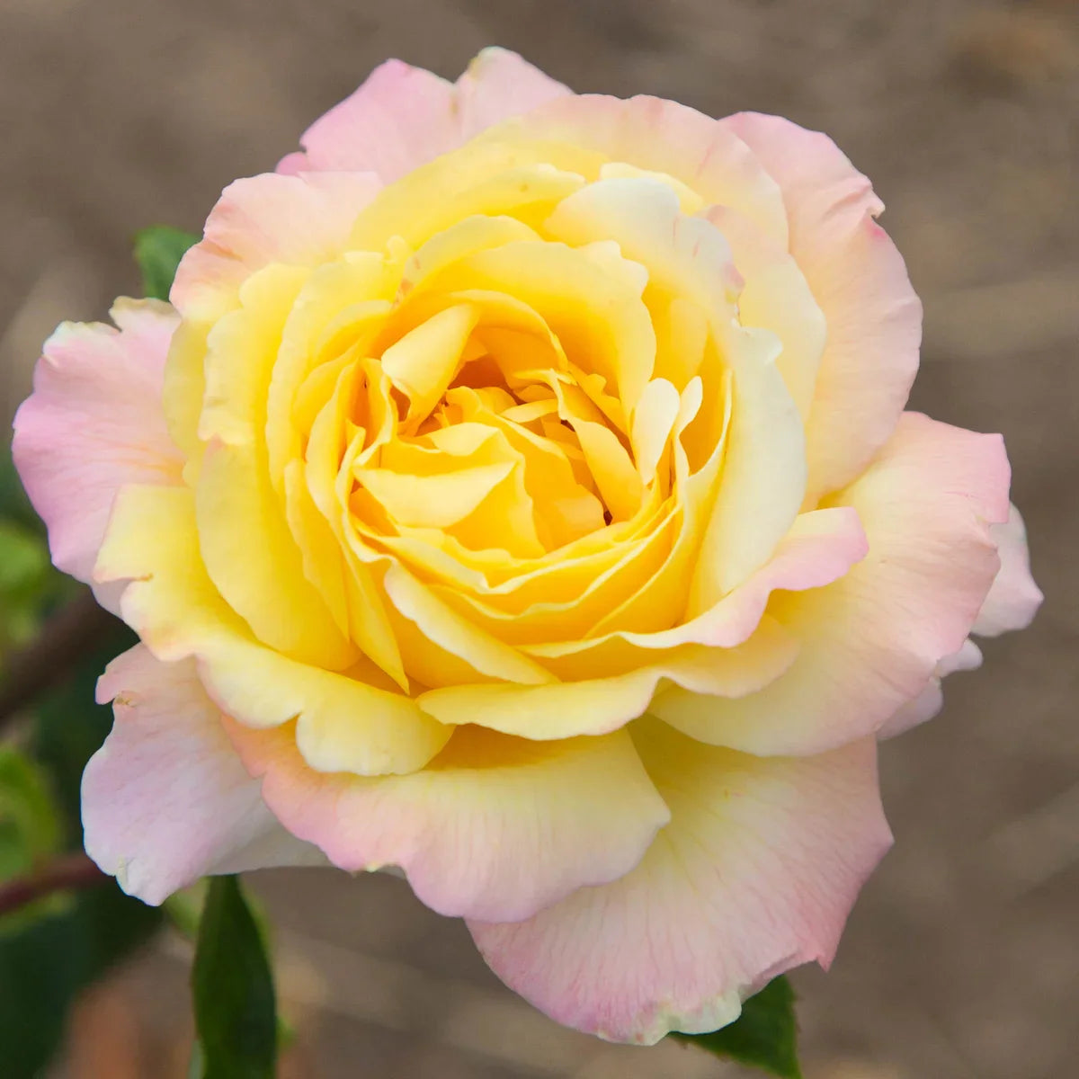 Top Roses for a Cutting Garden