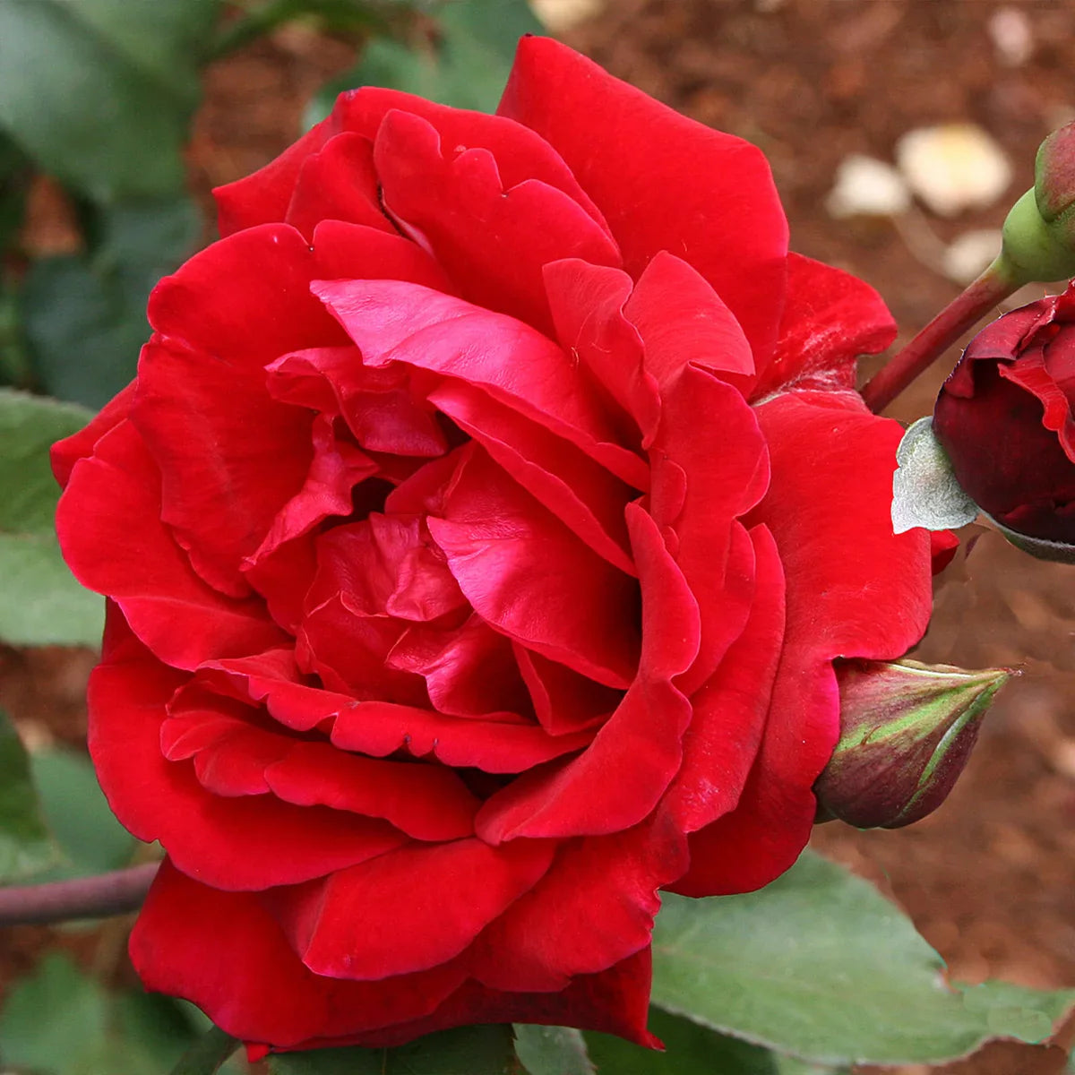 Top Climbing Roses with Metal Tag