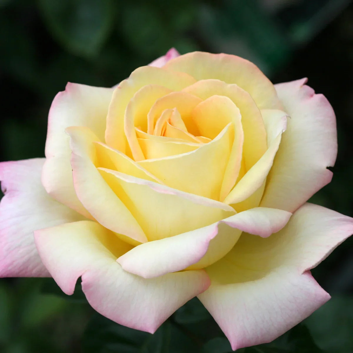 Top Roses for a Cutting Garden