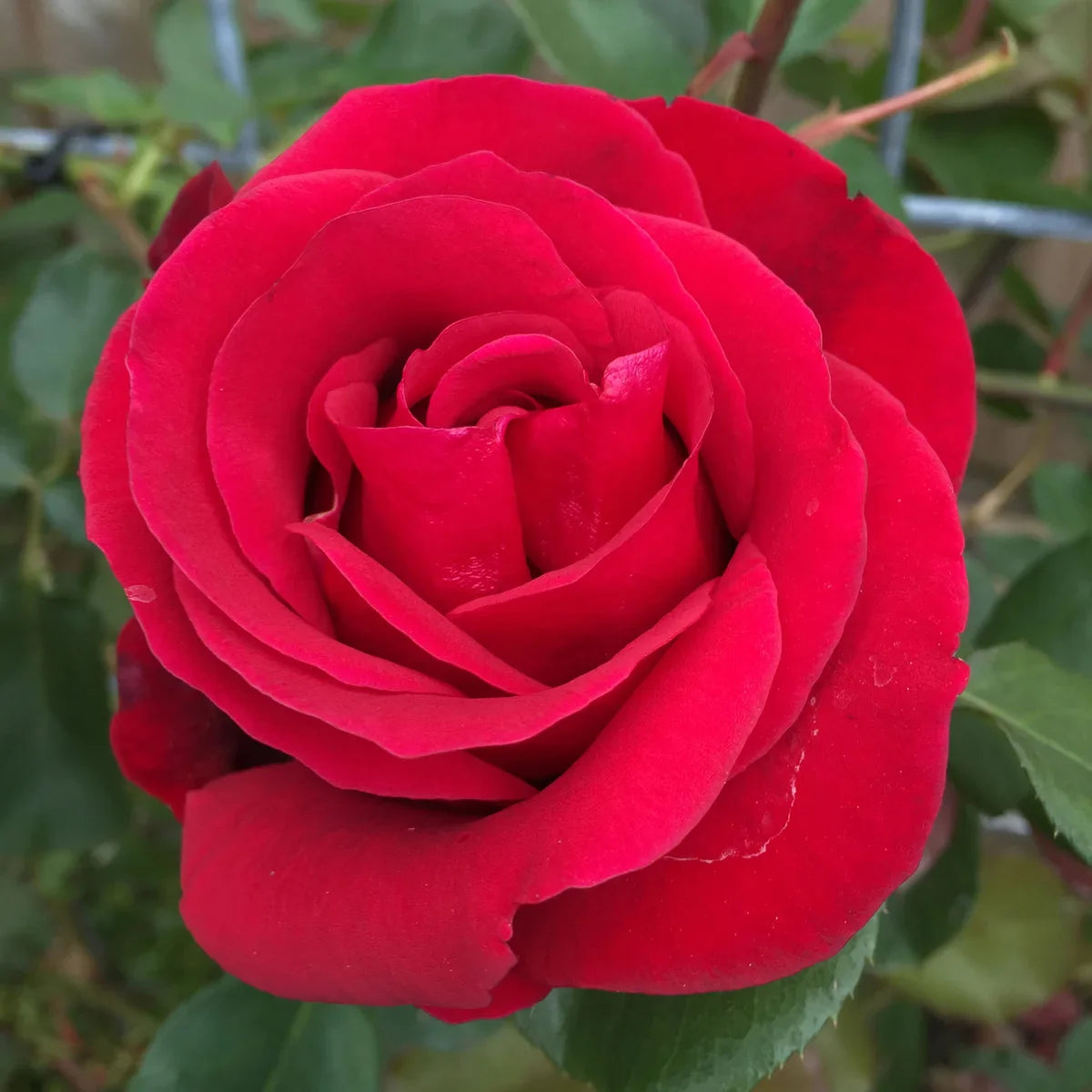Top Climbing Roses with Metal Tag