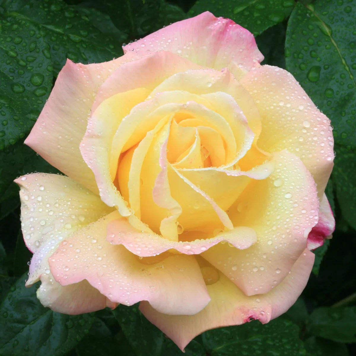 Top Roses for a Cutting Garden