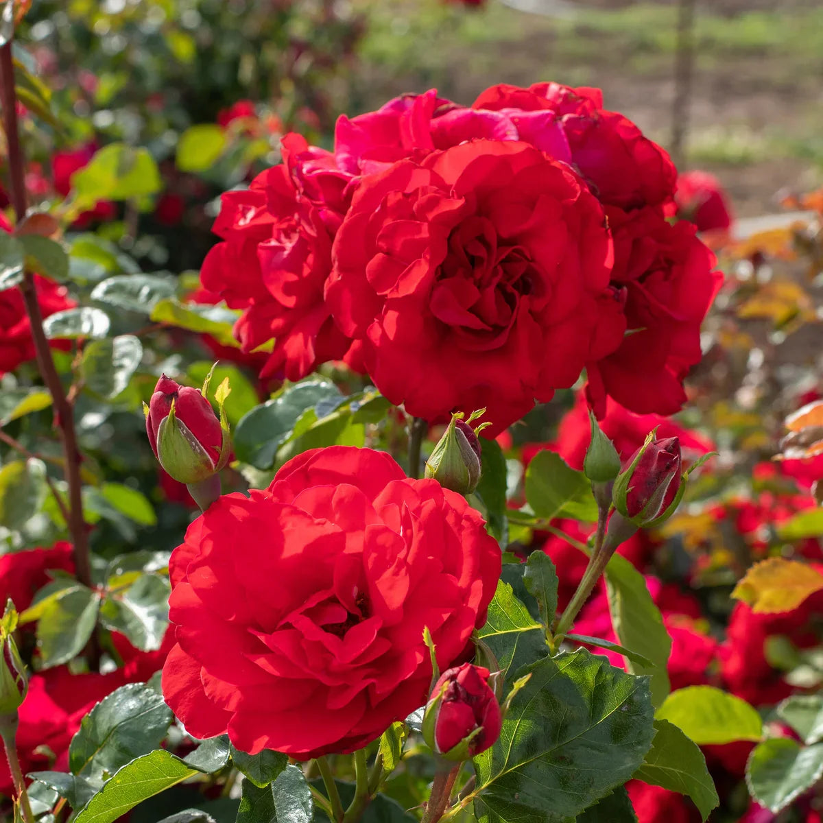 Top Climbing Roses with Metal Tag