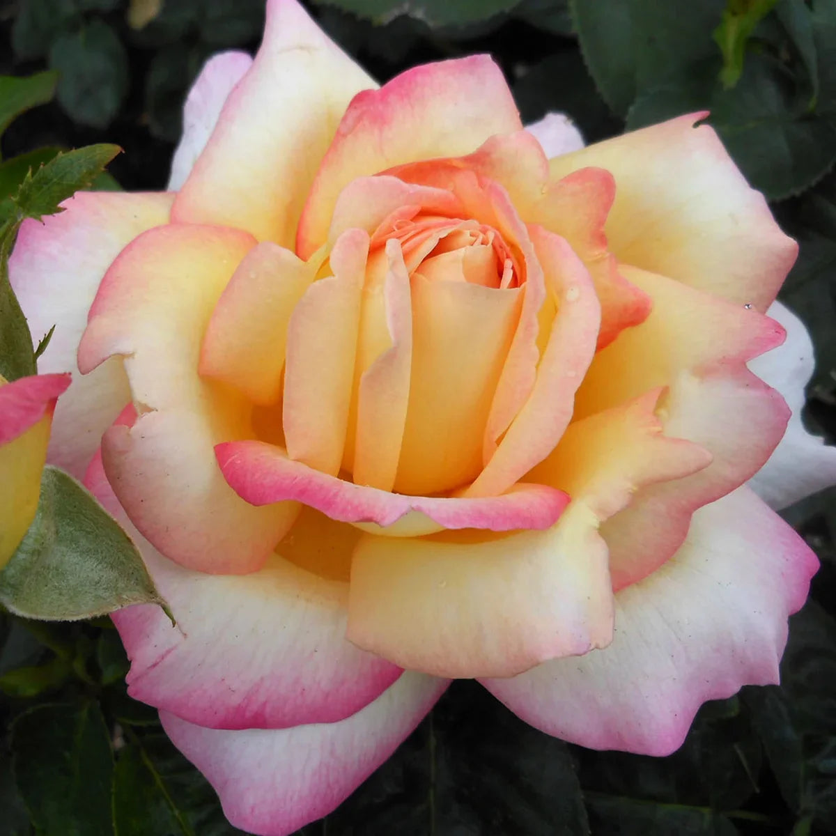 Top Roses for a Cutting Garden